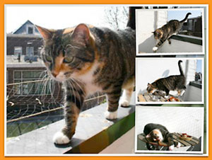 nieuw collage ontwerp foto met details