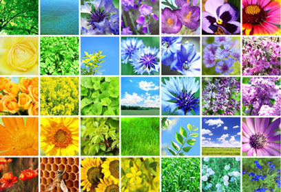 Collage bloemen in regenboogkleuren